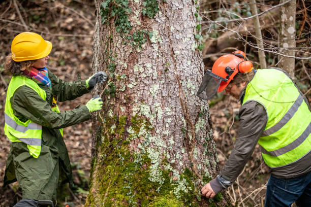 Professional Tree Services in University Gardens, NY